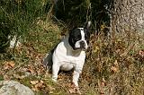 BOULEDOGUE FRANCAIS 1172